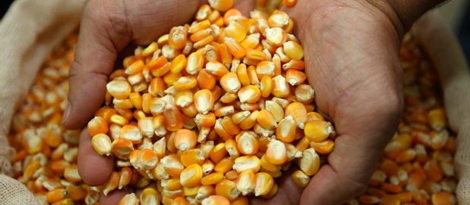 Conab continua a venda de milho por leilão eletrônico