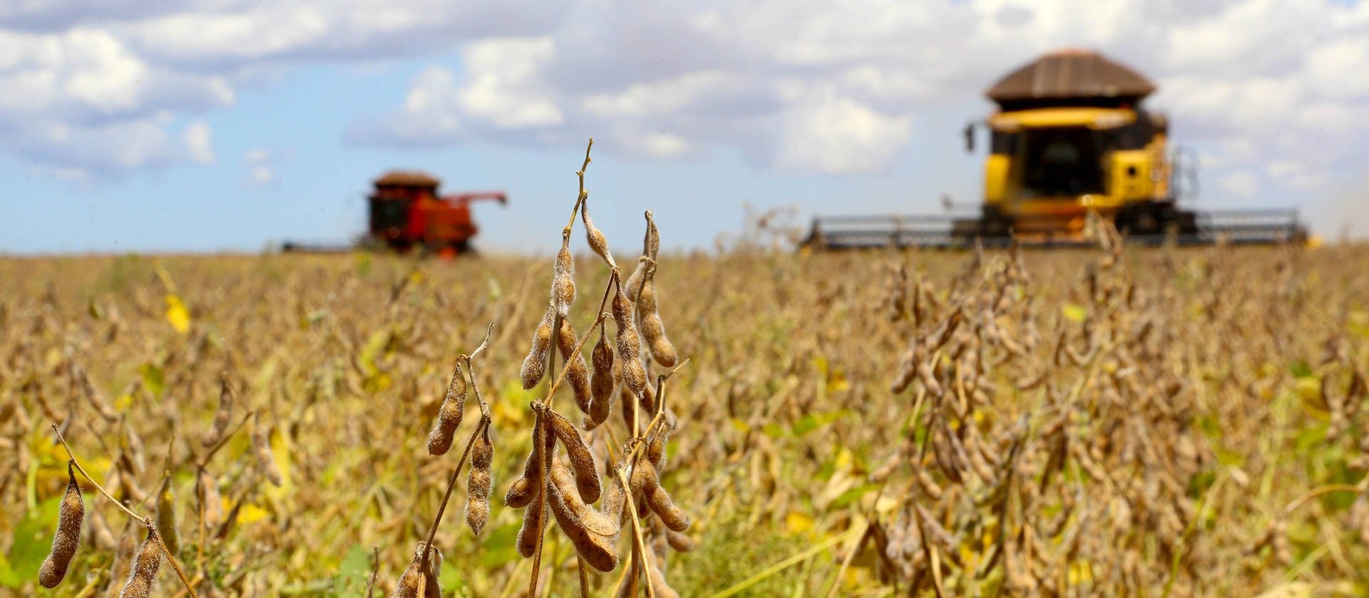 Plantio da soja atinge 60% da área projetada no Paraná