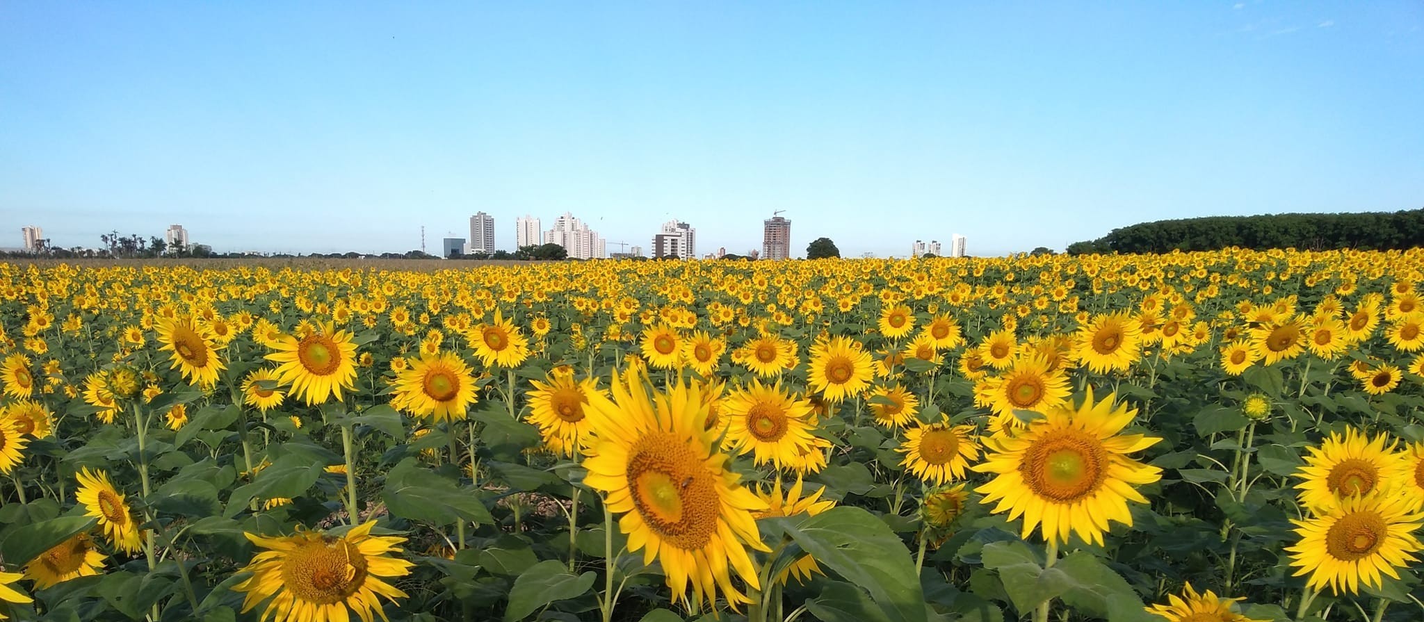 Com dia ensolarado, máxima chega a 28 ºC em Maringá nesta terça (20)