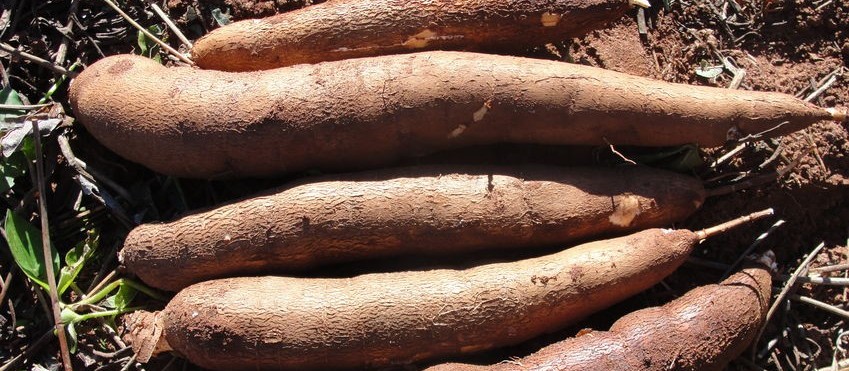 Iapar lançará cultivar de mandioca para farinha e fécula