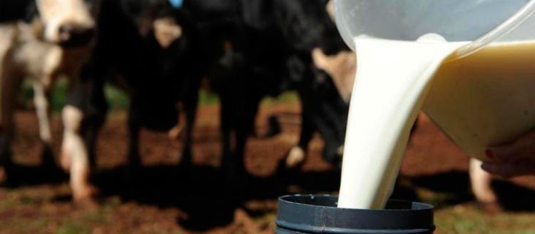 Preço médio do leite acumula alta de 21% desde o início do ano, diz Cepea