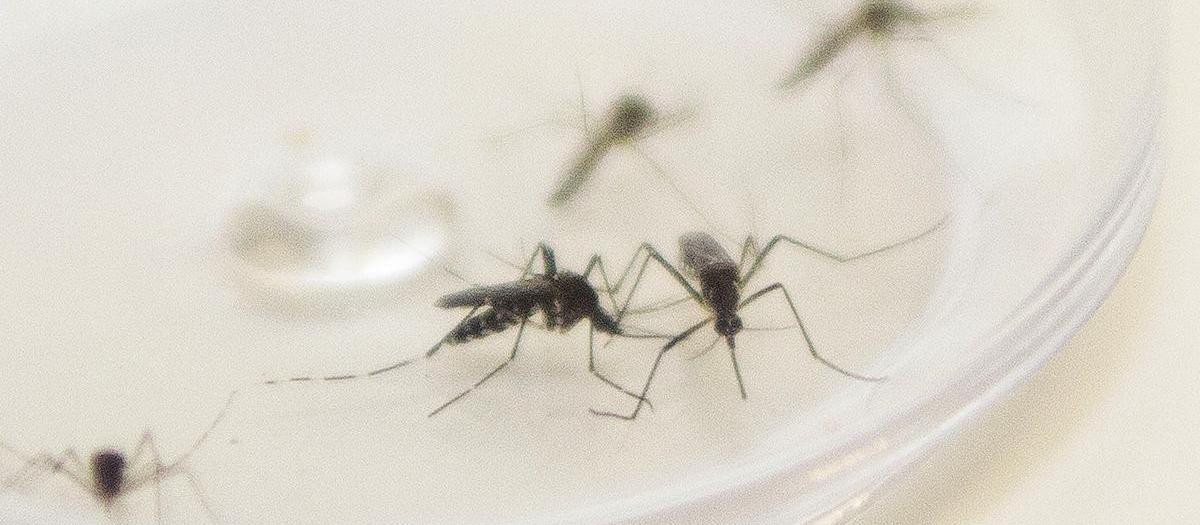 Mais chuva aumenta o risco de dengue na temporada de calor