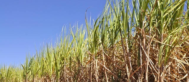 Setor sucroenergético poderá fortalecer programas de etanol na Ásia 