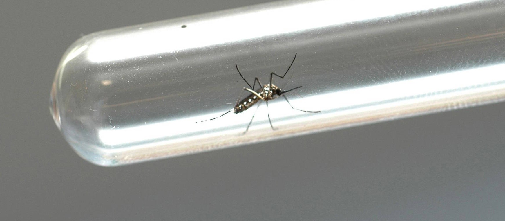Índice de infestação predial de dengue em Maringá é de 0,6%