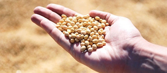 Embrapa lança nova semente de soja resistente a ferrugem