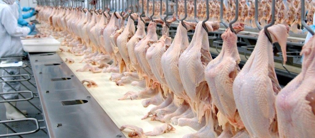 Embargo à exportação de frango pela UE atinge frigoríficos do Paraná
