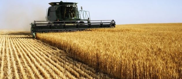 Área colhida do trigo chega a 86% no Paraná