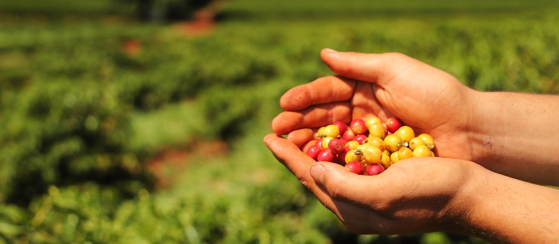 Produção estimada de café no Paraná é 10% menor do que no ano anterior