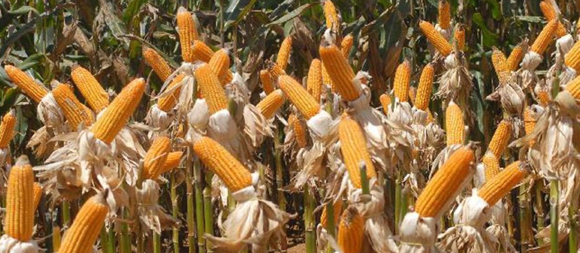 Produção de etanol de milho apresenta crescimento na comparação com 2019