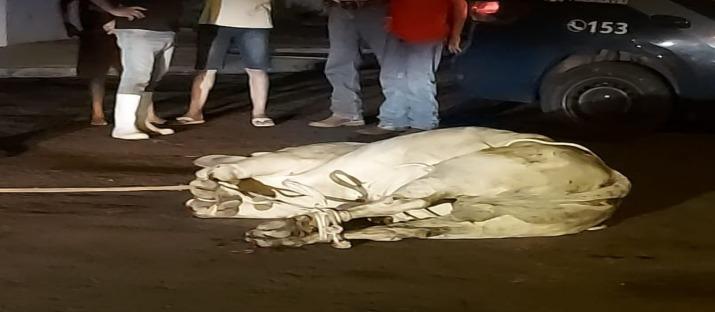 Boi escapa de caminhonete e causa alvoroço no centro de Paranavaí