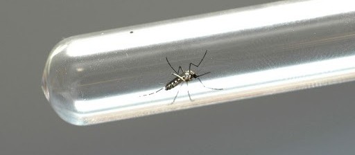 Mais um caso de dengue é registrado em Maringá