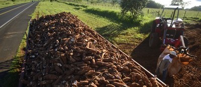 Tonelada da raiz de mandioca custa R$ 400 na região 