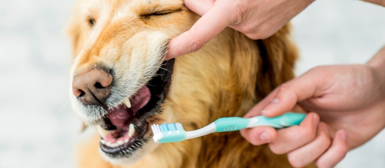 Falta de cuidado com os dentes dos animais pode causar doenças graves