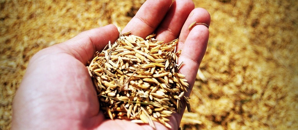 Preço do arroz segue valorizado após colheita chegar ao fim 
