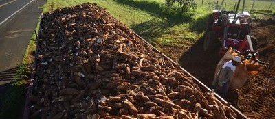 Preço da raiz de mandioca tem queda na região