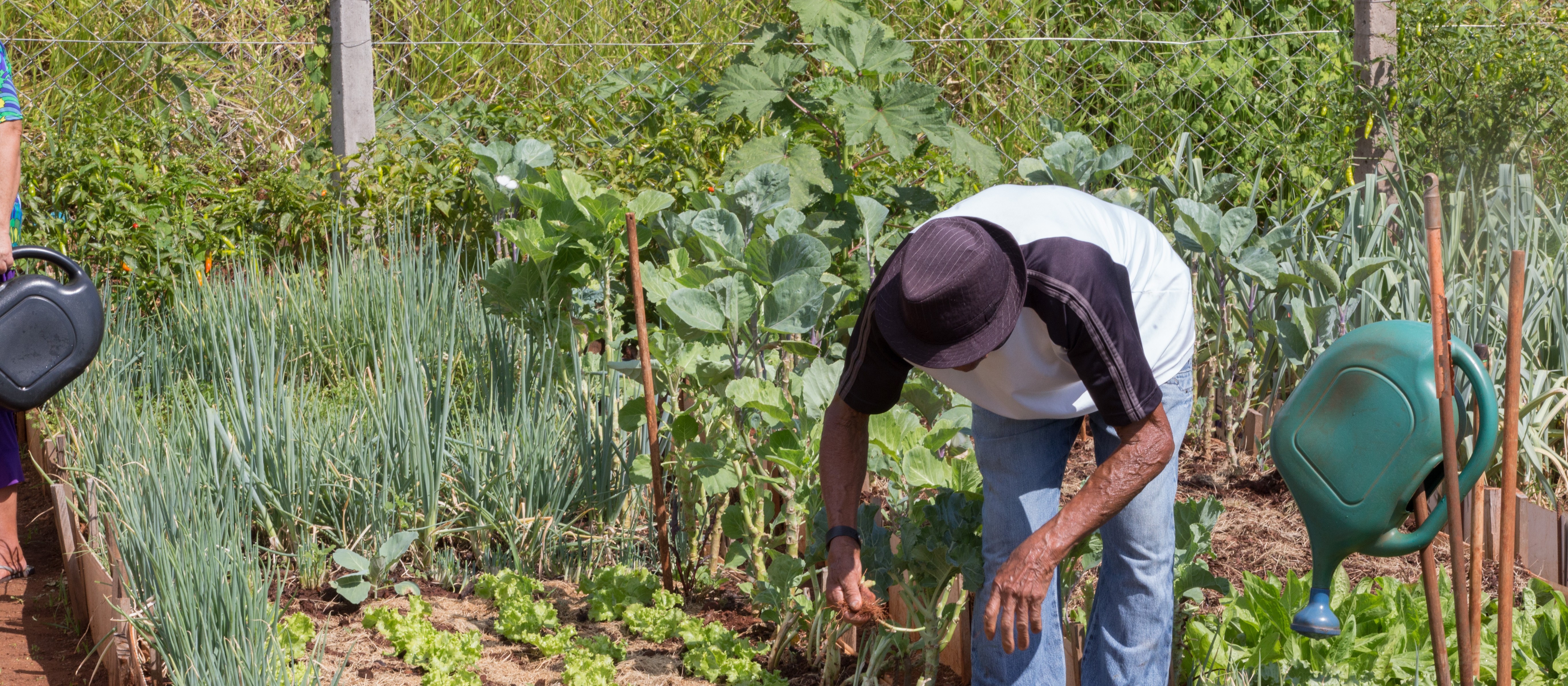 Maringá tem mais de 110 mil m² de hortas comunitárias