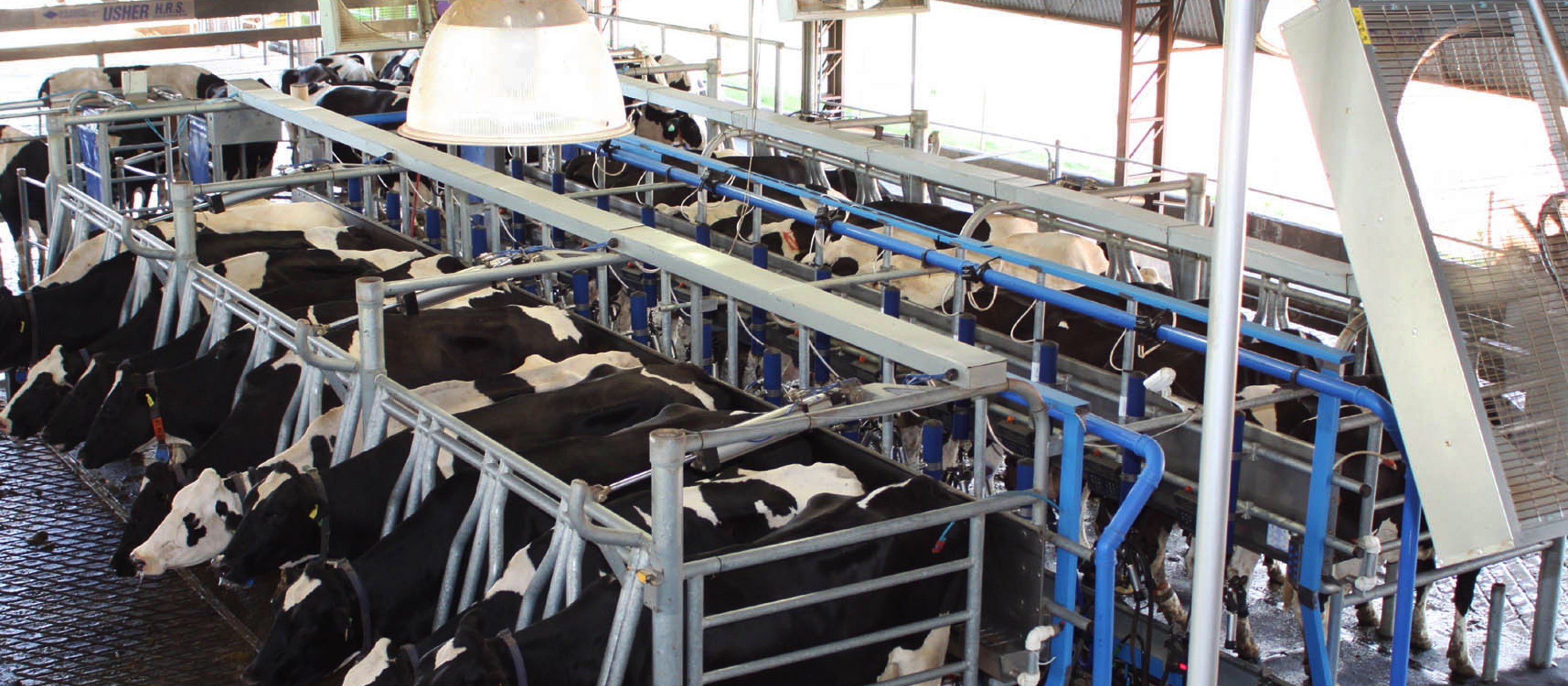 Produtores de leite relatam que indústrias não estão honrando valores estabelecidos pelo Conseleite