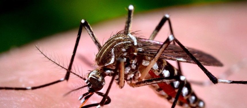 Sobe para 101 o número de casos confirmados de dengue em Maringá