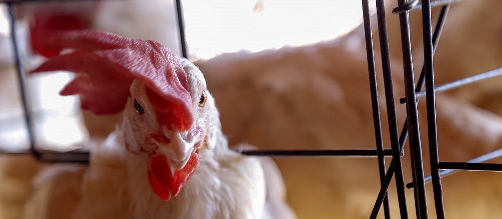 Após confirmação do segundo caso de gripe aviária no Paraná, Adapar suspende transporte de aves do Litoral
