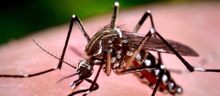 Maringá chega a 184 casos confirmados de dengue