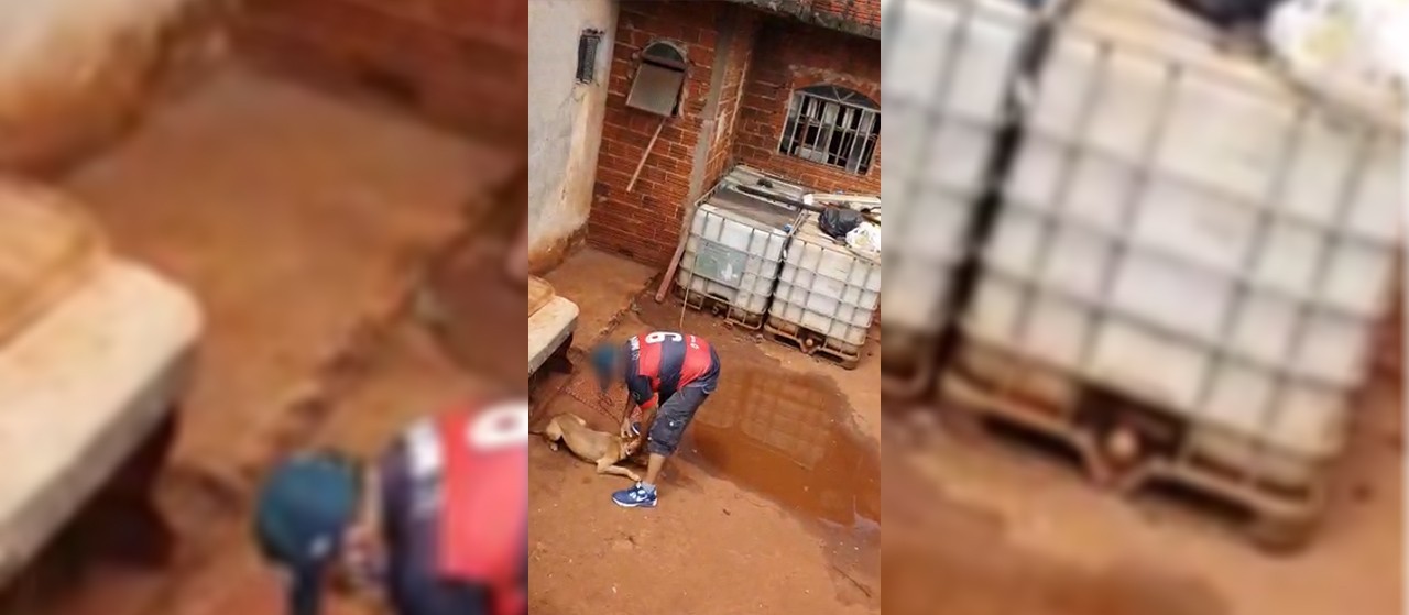 Homem é preso por torturar cães em Maringá