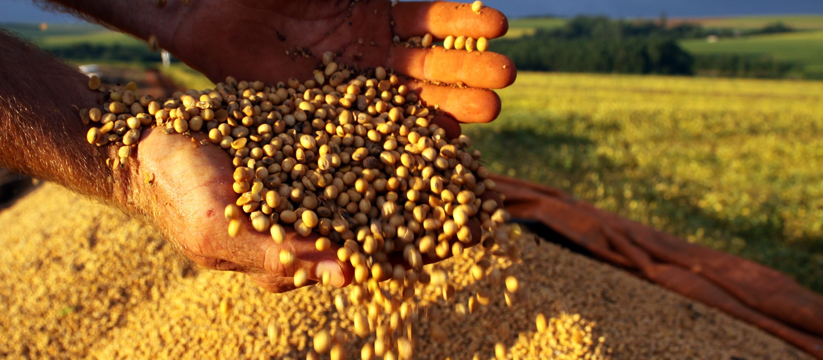 Alta nas cotações estimula a comercialização dos grãos no Paraná 