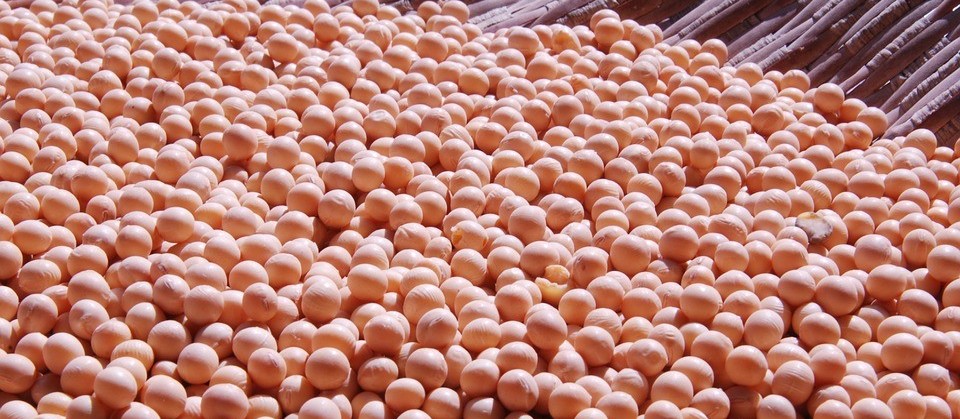 Saca da soja custa R$ 77 em Maringá