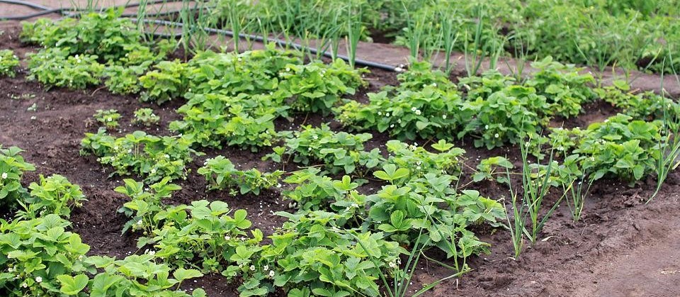 IDR alerta para cuidados com hortaliças e outras culturas sensíveis ao frio