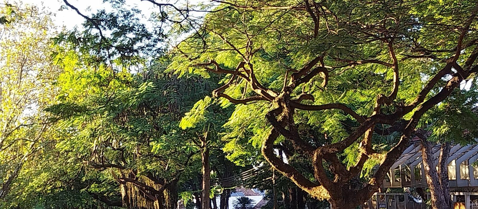 Veja como fica o tempo em Maringá nesta quinta-feira (01)
