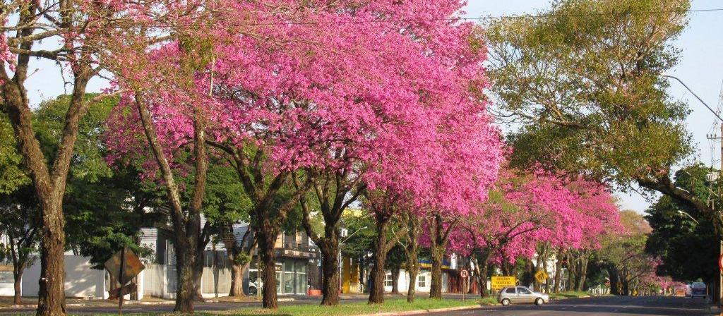 Municipalização da Avenida Colombo está avançando, diz secretário
