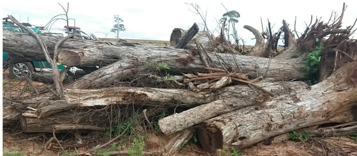 Homem é multado em R$ 12 mil por derrubar 23 árvores nativas