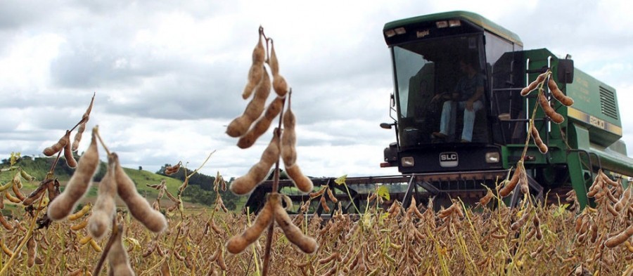 Safra de soja no Paraná registra perdas por falta de chuva