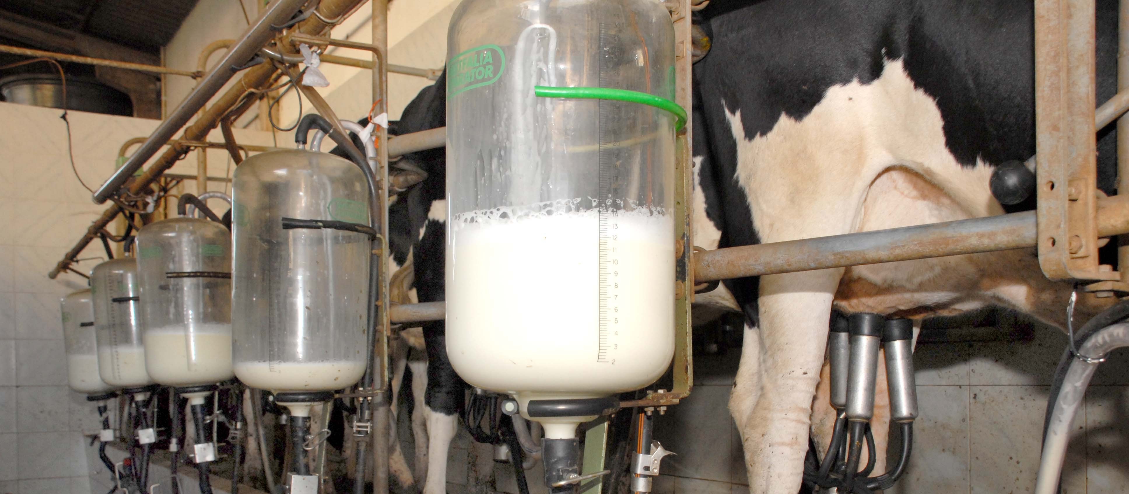Preços do leite pagos ao produtor registraram alta em julho