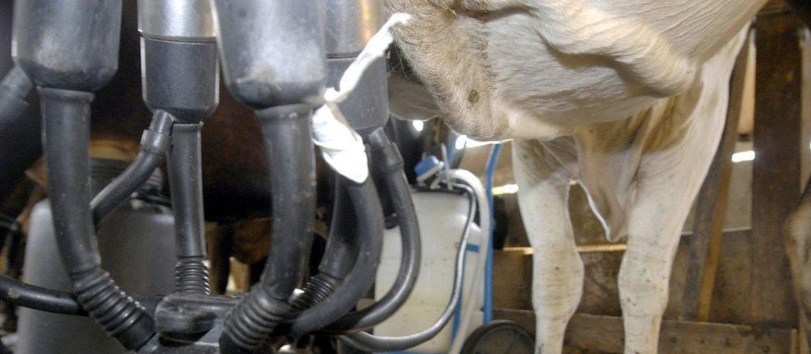 Preços do leite pagos ao produtor iniciam ano em queda