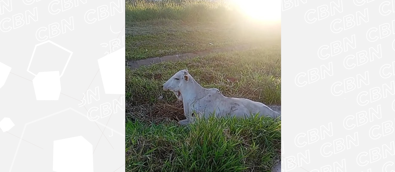 Bois escapam de fazenda e provocam acidente na BR-376