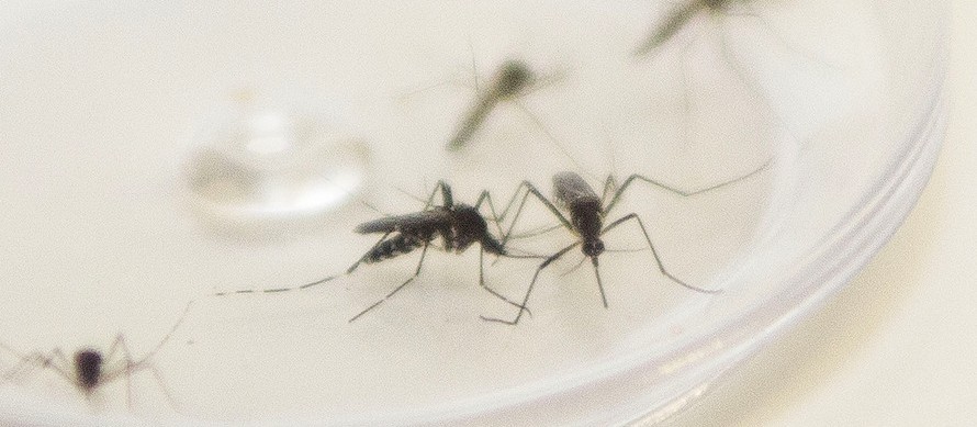 Maringá registra 55 casos de dengue em uma semana