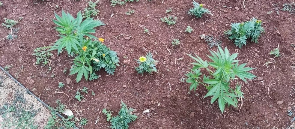 Guarda Municipal encontra pés de maconha plantados em praça no centro de Marialva