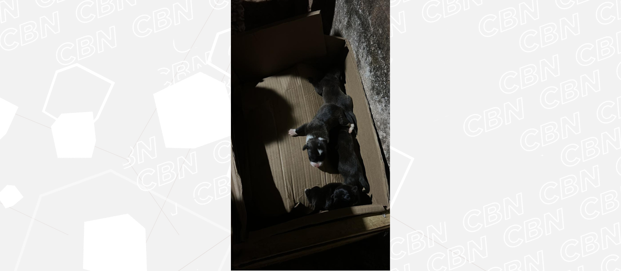 Alertados por cão, policiais encontram filhotes em bueiro e moradora pode responder por mau-tratos