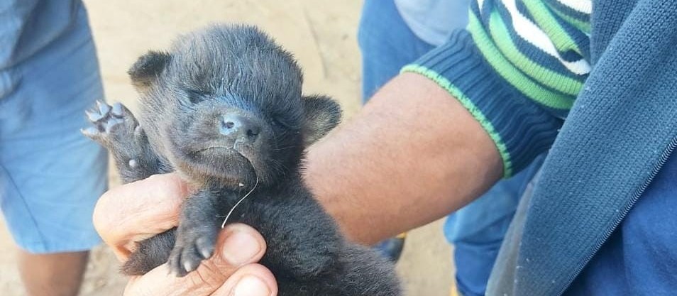 Filhotes de lobo-guará são resgatados em plantação pouco antes da colheitadeira passar