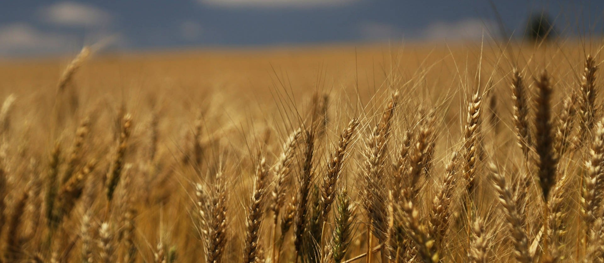 Oeste do Paraná colheu 12% de toda a safra brasileira de trigo neste ano