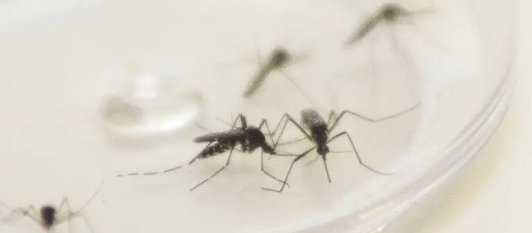 Maringá e Sarandi investigam mortes por dengue; Paraná tem mais de 8 mil novos casos