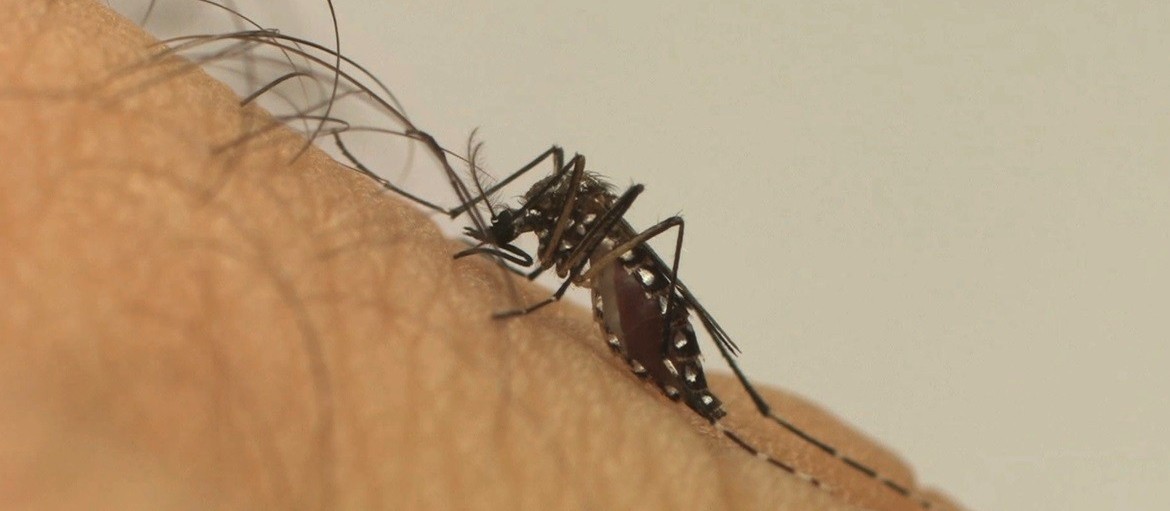 Passa de três mil o número de casos de dengue confirmados em Maringá