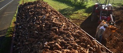Tonelada da raiz de mandioca custa R$ 450 em Campo Mourão 