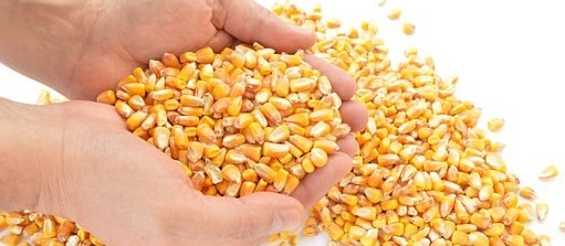 Governo prorroga venda de milho em balcão aos pequenos produtores