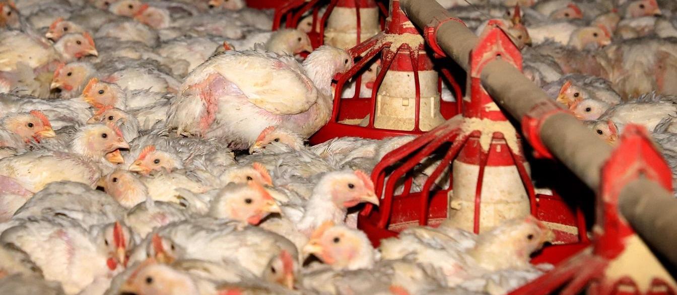 Gripe aviária: Paraná adota medida preventiva e descarta 10 mi de ovos