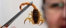 Escorpião amarelo pica criança de quase dois anos em Maringá