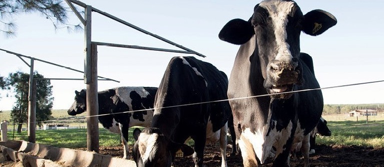 Vaca gorda custa R$ 170 a arroba em Umuarama 