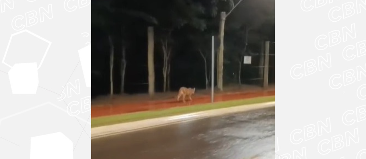 Mulher flagra onça-parda caminhando perto do Parque Cinturão Verde