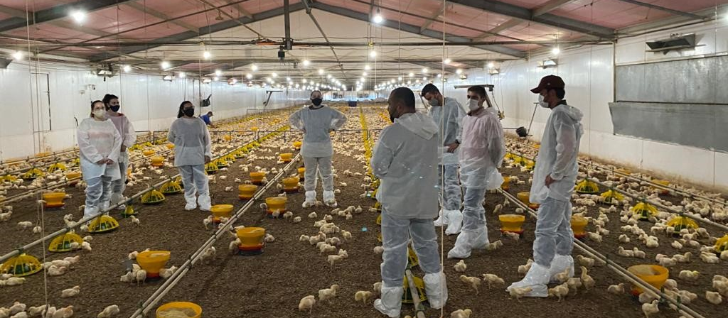 Pesquisadores estudam área ideal de aviários para melhorar rendimento