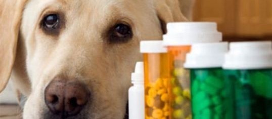 Uso indiscriminado de medicamentos pode causar intoxicação nos pets